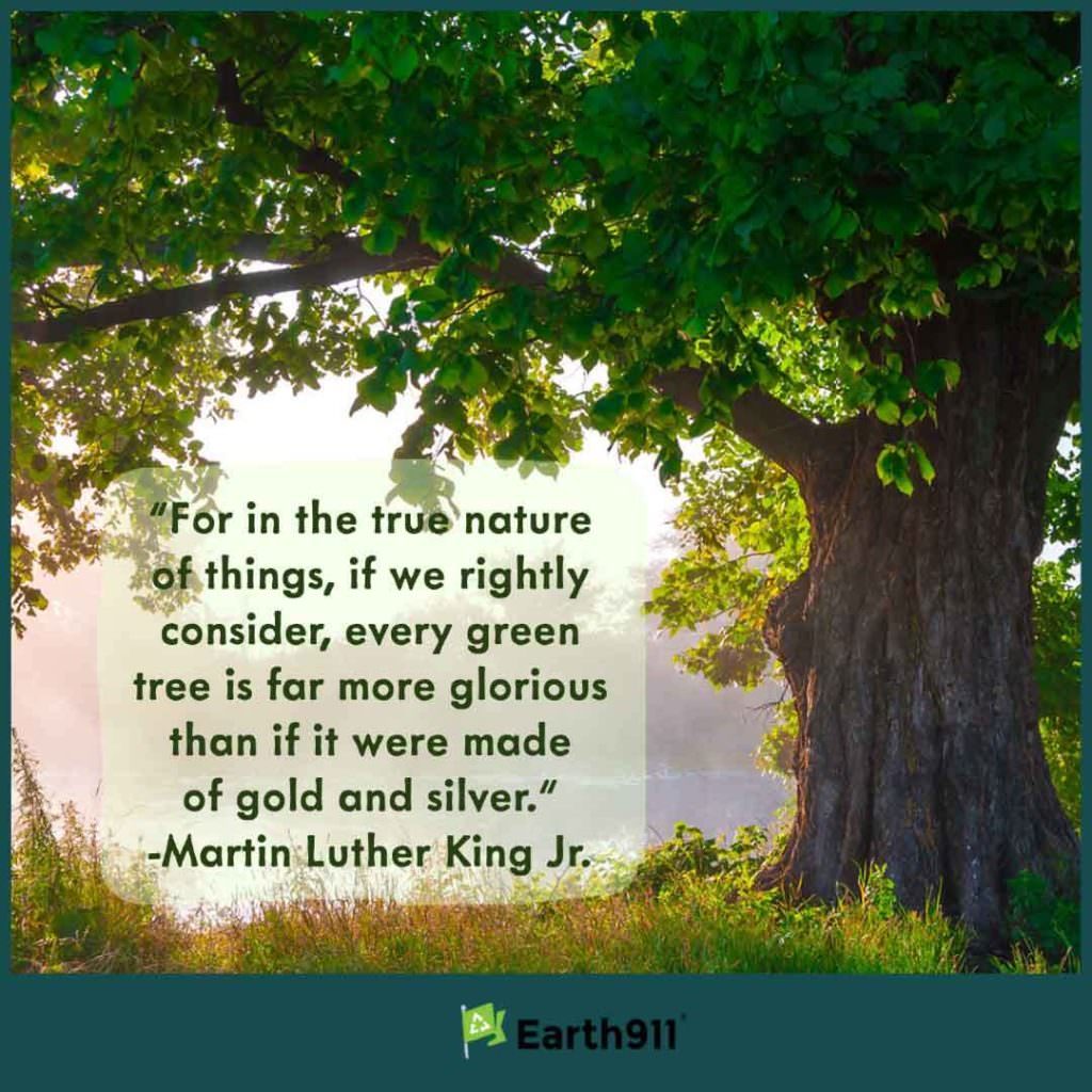 Earth911 Inspiration: Every Green Tree — Martin Luther King Jr