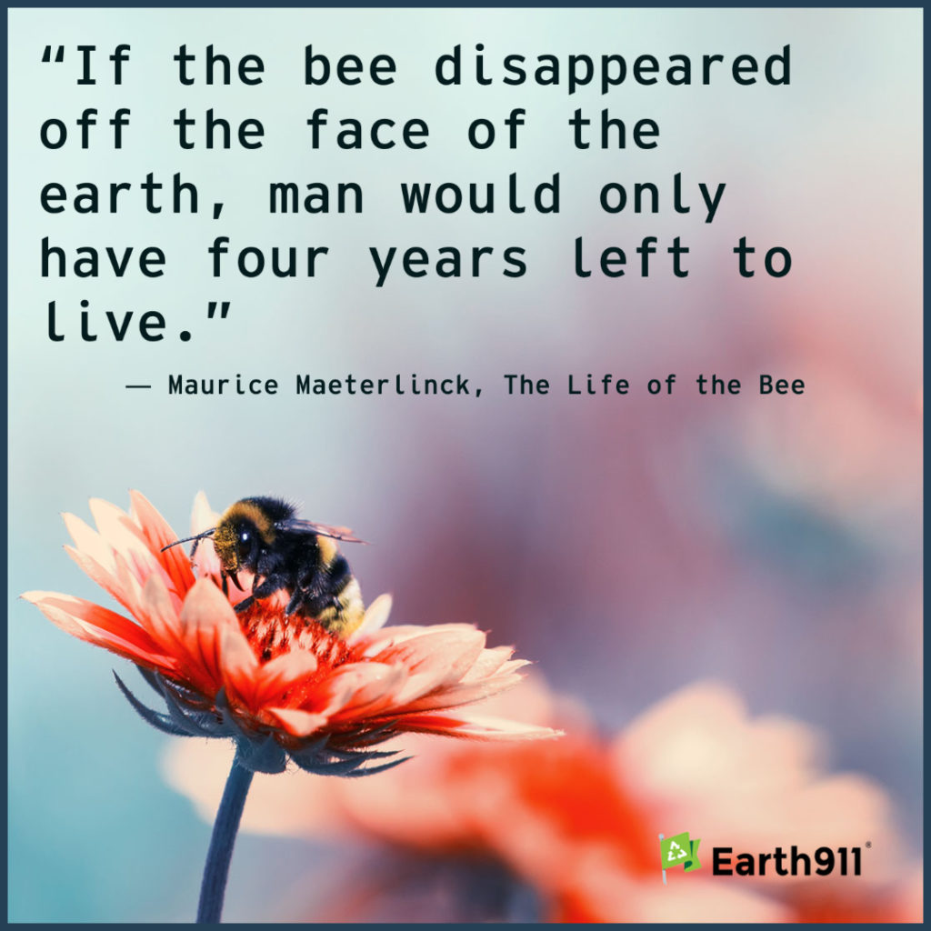 Earth911 Inspiration: If the Bee Disappeared From Earth