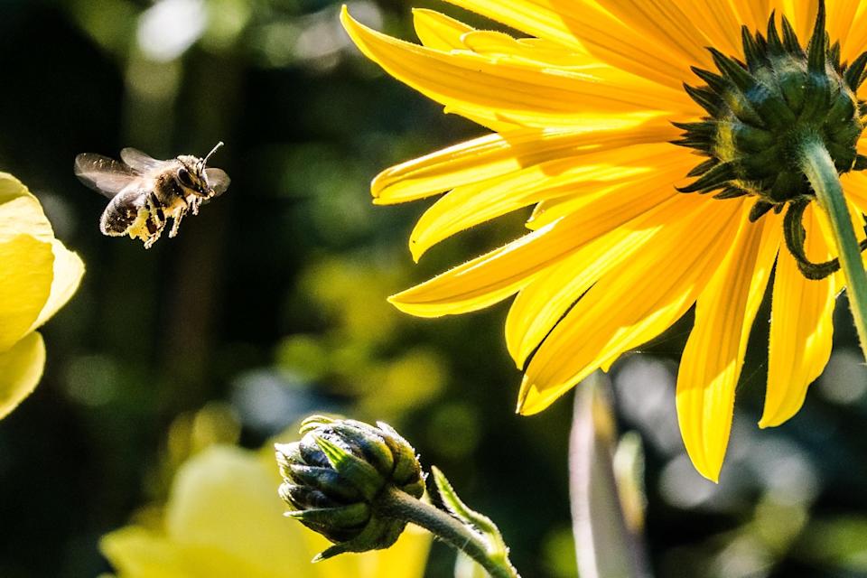 Air Pollution Makes It Harder for Bees to Sniff Out Flowers, Study Finds