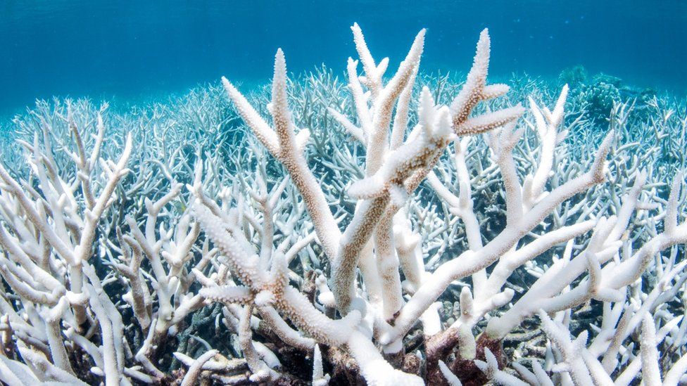 Great Barrier Reef Is Hit by Another Mass Bleaching Event