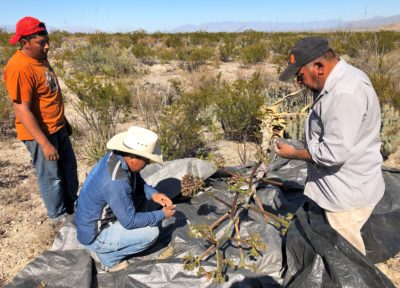 How Preserving Agave Could Help Save an Endangered Bat