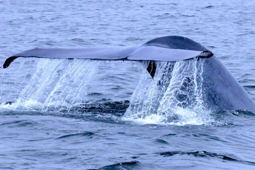 Learn all the latest whale intel at Whalefest Monterey