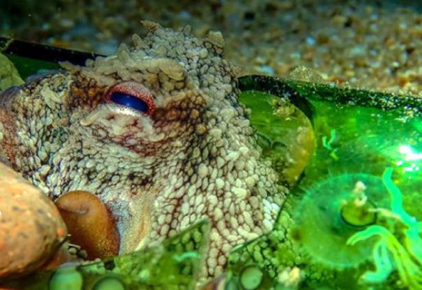 Octopuses Have Learned to Make Use of Ocean Litter, Study Finds