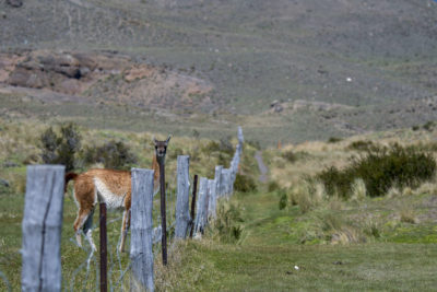 Unnatural Barriers: How the Rapid Rise of Fences Is Harming Wildlife