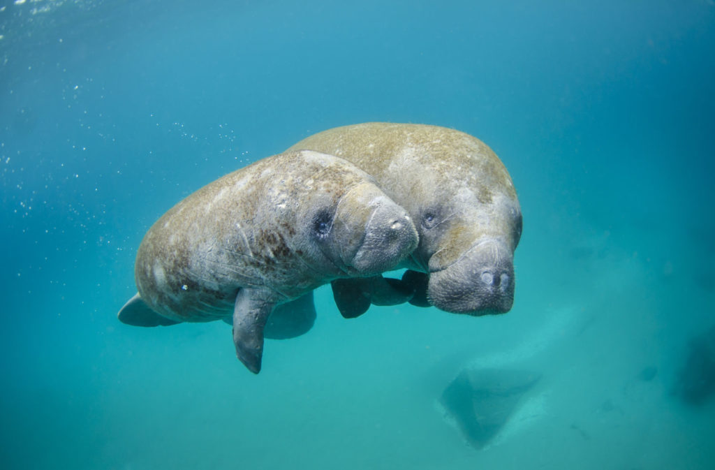 Florida to Feed Starving Manatees, as Pollution Shrinks Food Supplies