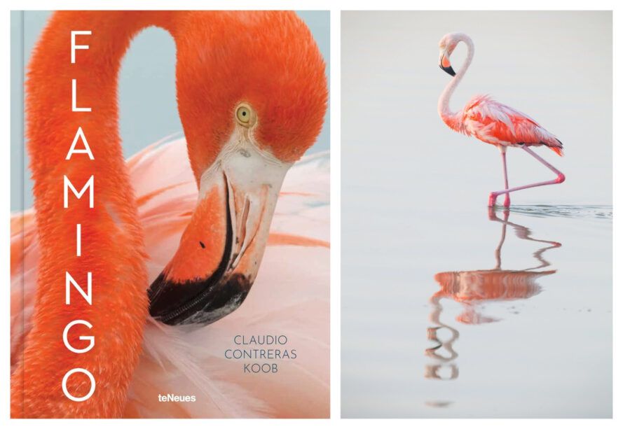 Gorgeous new photography book celebrates flamingos