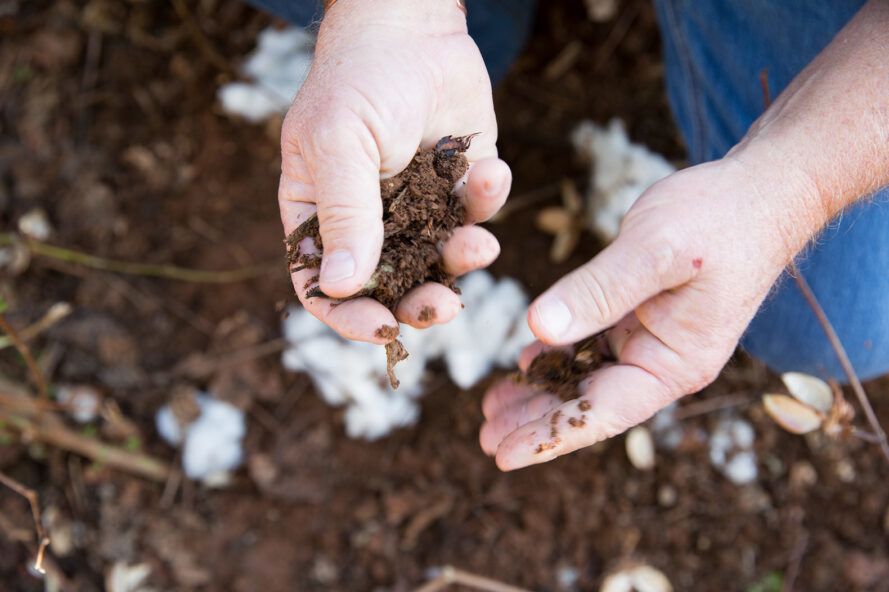 Made in the USA cotton sheets come from sustainable farming