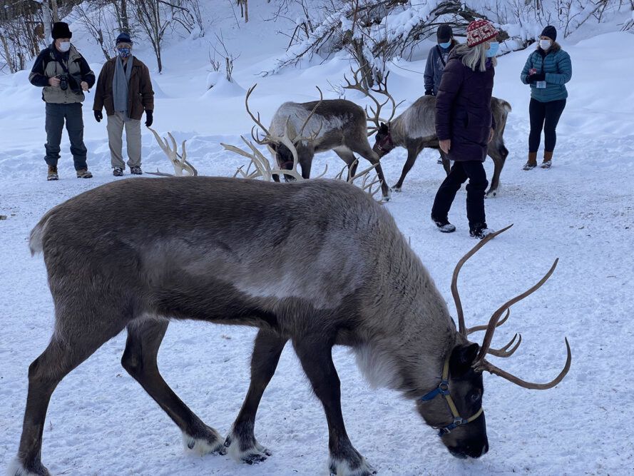Running Reindeer Ranch lets you meet reindeer up close