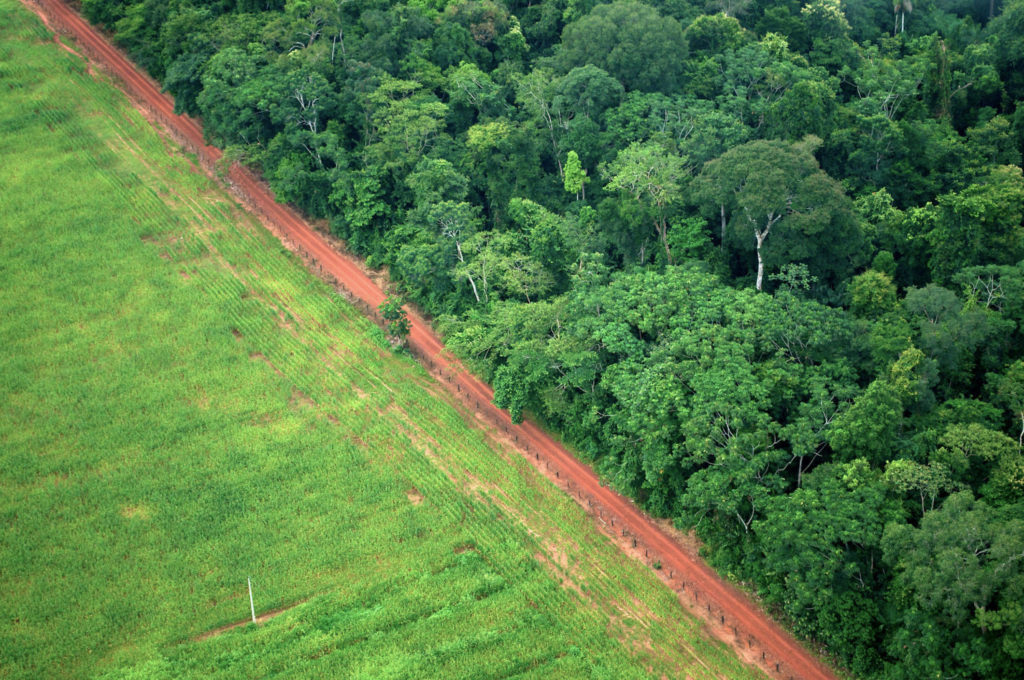 Tropical Forests Grow Back Quickly on Abandoned Land, Study Finds