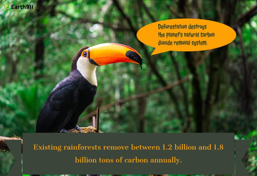 We Earthlings: Saving a Rainforest Lowers CO2 Levels
