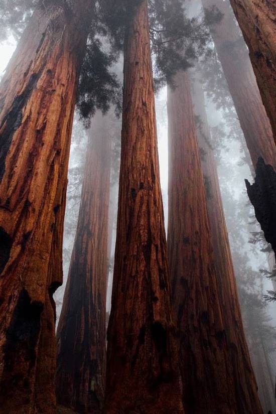 Worth More Standing — The Value of Old Growth Forests