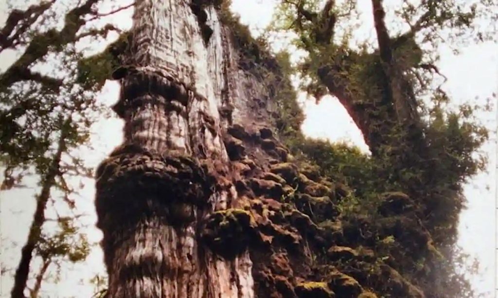 Ancient Tree in Chile Could Be World’s Oldest, Scientists Say