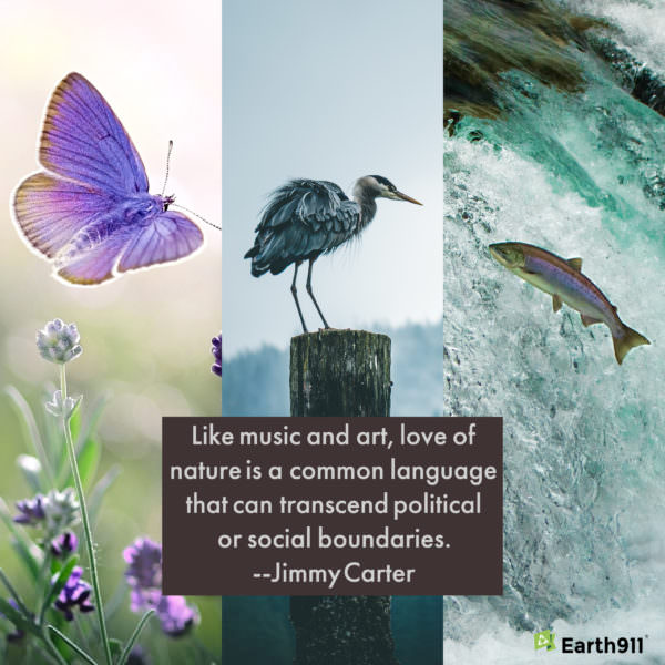 Earth911 Inspiration: Love of Nature Transcends — Jimmy Carter
