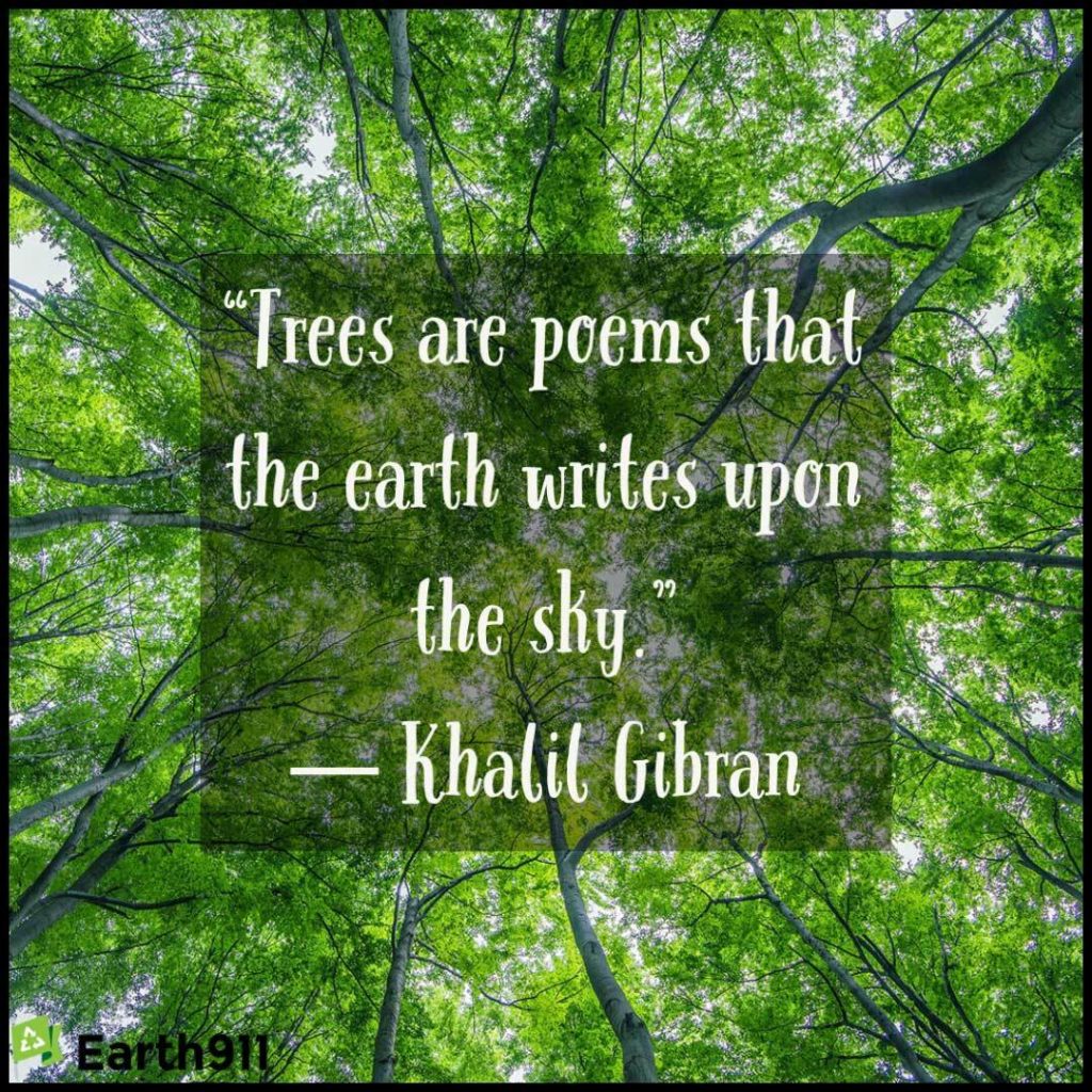 Earth911 Inspiration: Trees Are Poems