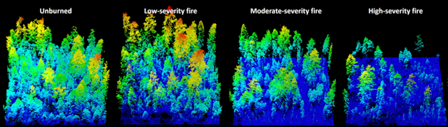 Laser Imaging Reveals How Fire Renews Sierra Nevada Forests