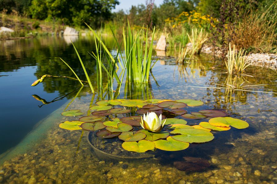 Natural Swimming Pools: Benefits, Considerations, and Cost To Build