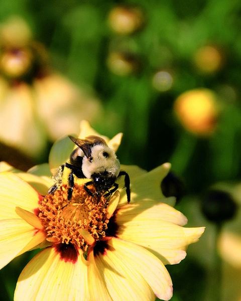 Pollinate Success: 5 Tips for Planting a Bee-Friendly Garden