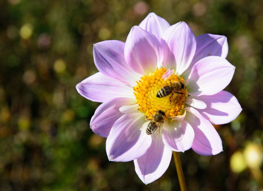 Protect bees this World Bee Day on May 20