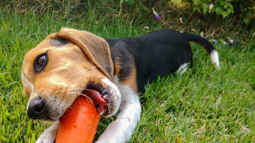 Reduce Rover’s CO2 Pawprint: 13 Fruits & Veggies Dogs Enjoy