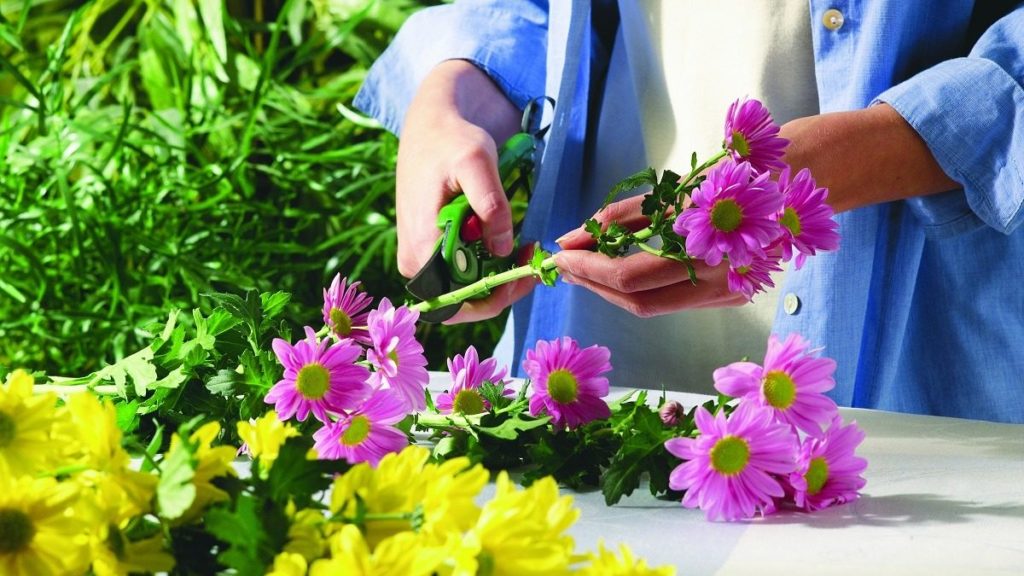 Tips for Snipping Spring Flowers Without Harming Your Plants