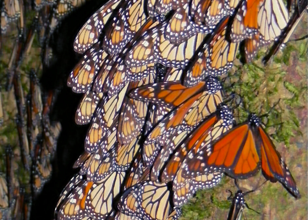 After Long Decline, Eastern Monarchs Show Signs of Recovery, Survey Finds