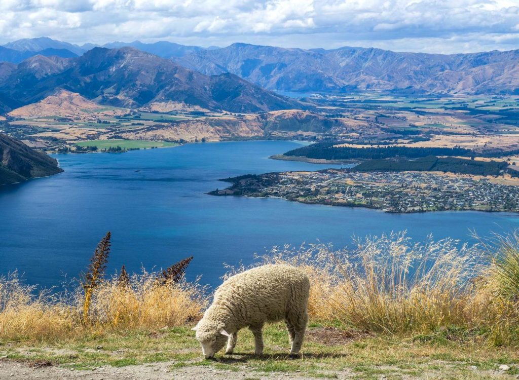 New Zealand Looks to Price Emissions From Belching Sheep and Cattle