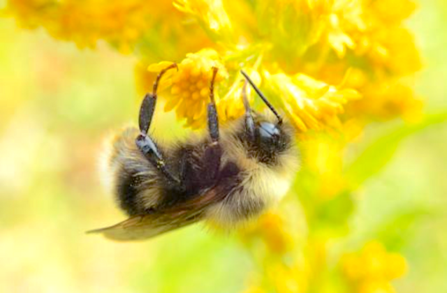 Once-Common California Bumble Bees Have Gone Missing