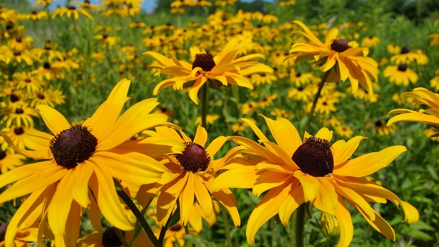 5 Pollinator-Friendly Plants You Can Grow Right Now