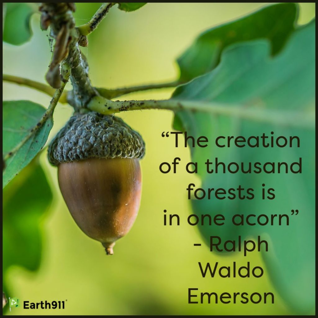 Earth911 Inspiration: A Thousand Forests in One Acorn