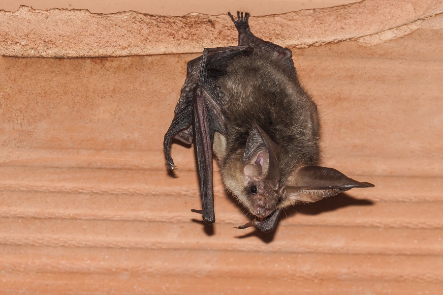 Mosquitos Driving You Nuts? Attract a Bat Colony