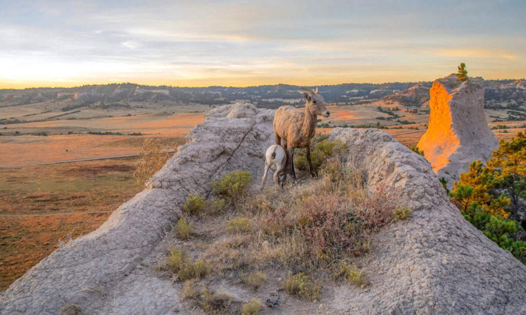 In Nebraska, Bighorn Sheep Reclaim Their Former High Plains Home