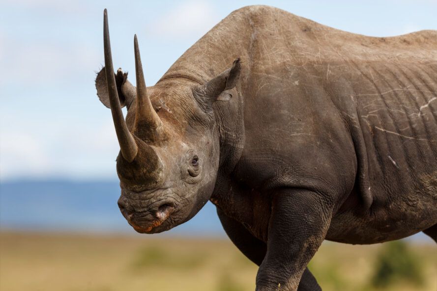 These 8 endangered animals are making a comeback
