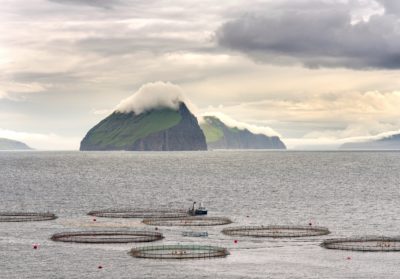 Warming Waters Challenge Atlantic Salmon, Both Wild and Farmed