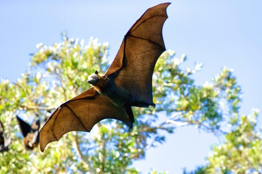 Bat Week has swooped down upon us, didn’t you know?