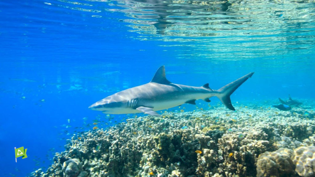 Earth Action: Protect Endangered Sharks