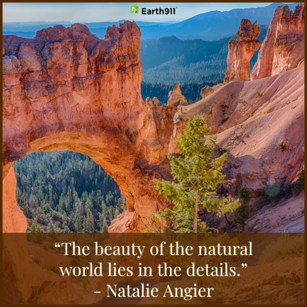 Earth911 Inspiration: The Beauty of the Natural World