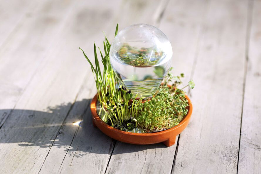 Grow microgreens year-round with the Patella Crescenda
