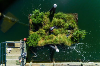 How Floating Wetlands Are Helping to Clean Up Urban Waters