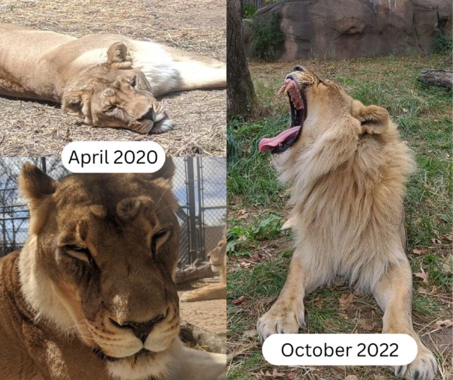 Kansas lioness suddenly grows a mane at the Topeka Zoo