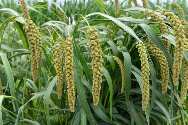 Millet for the Environment and Better Nutrition