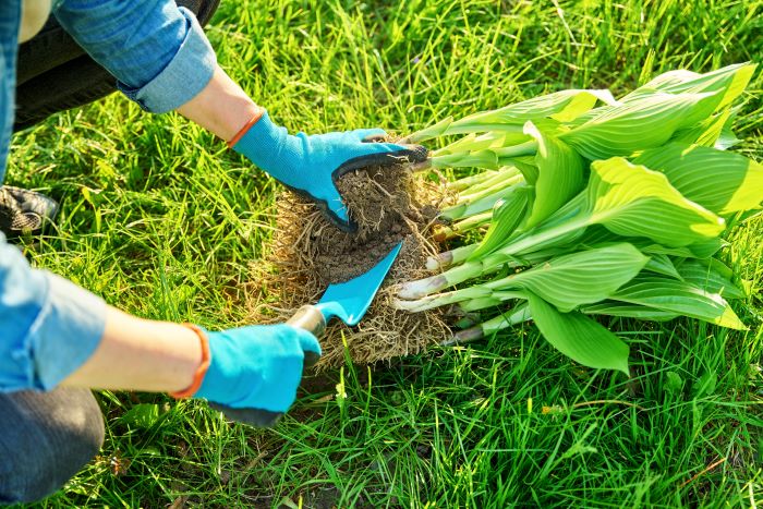 5 Easy Ways To Propagate Plants 