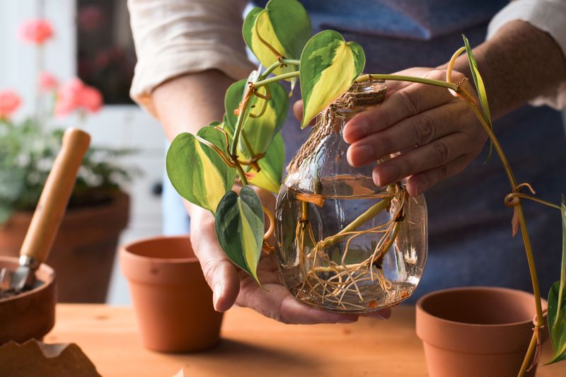Are Houseplants Sustainable?