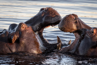 Hippos Are in Trouble. Will an Endangered Listing Save Them?