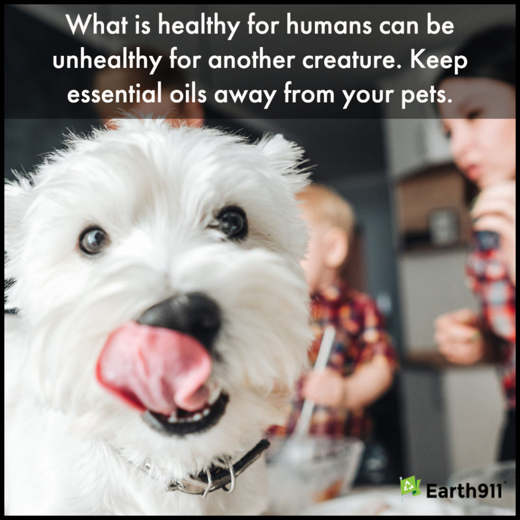 We Earthlings: Essential Oils Can Harm Pets