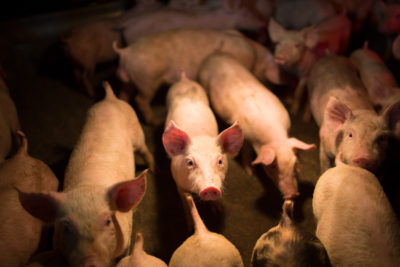 Beyond Factory Farms: A New Look at the Rights of Animals