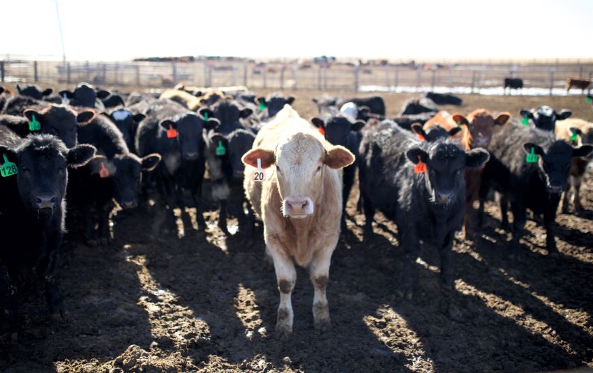 Greener Grazing – Can Beef Become Sustainable?
