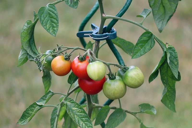 How To Grow Bountiful Tomatoes