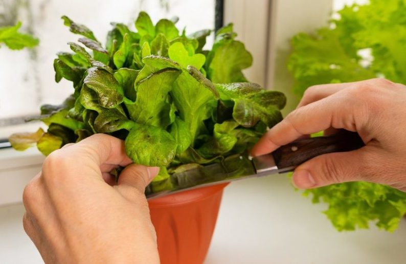 How To Grow Lettuce in Containers