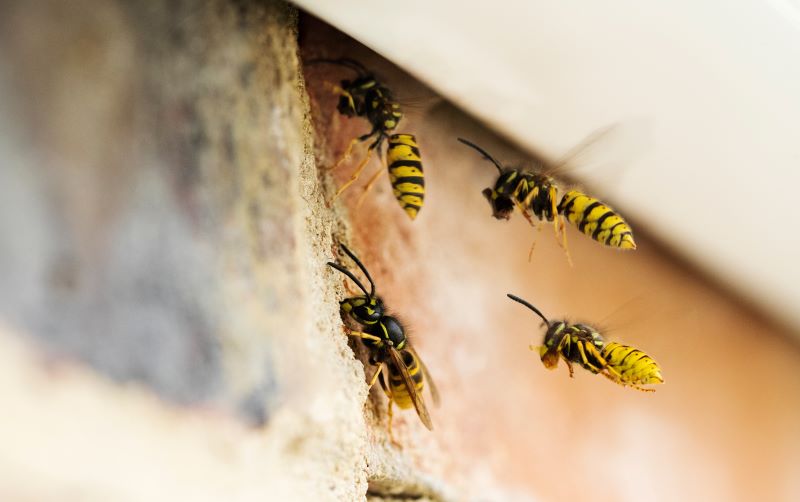 Unwelcome Guests? Try These Natural Wasp Deterrents