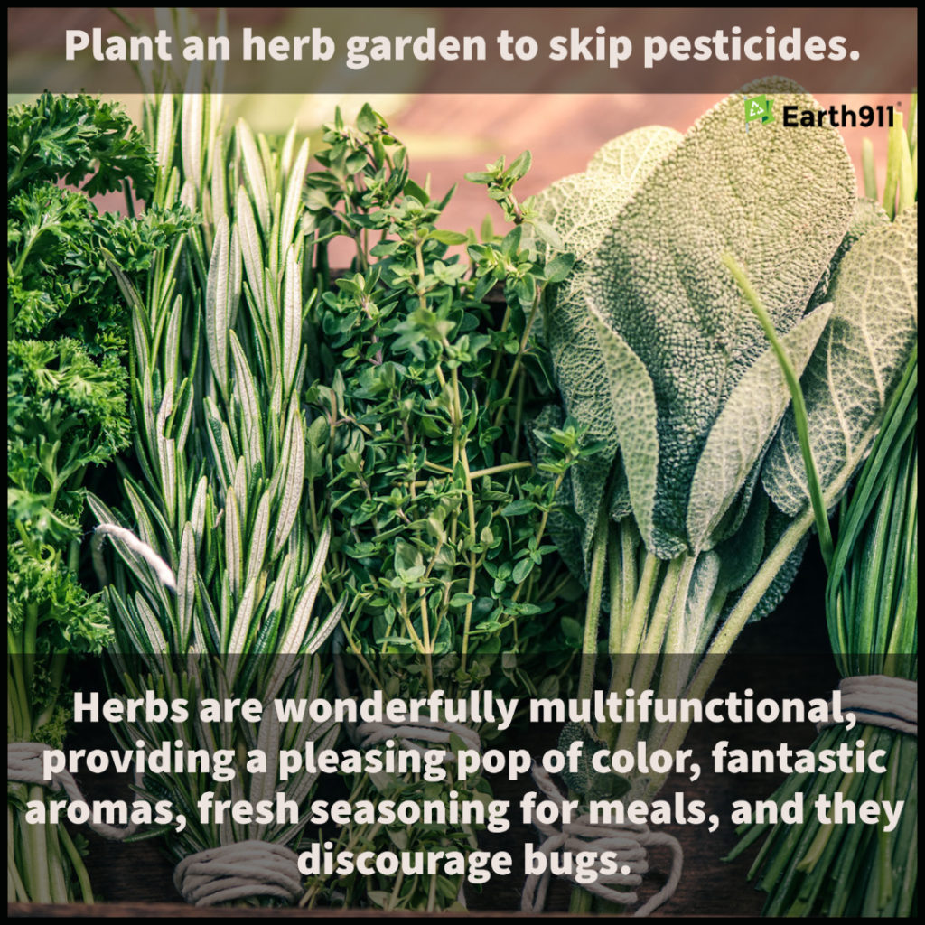 We Earthlings: Plant Herbs & Skip the Pesticides